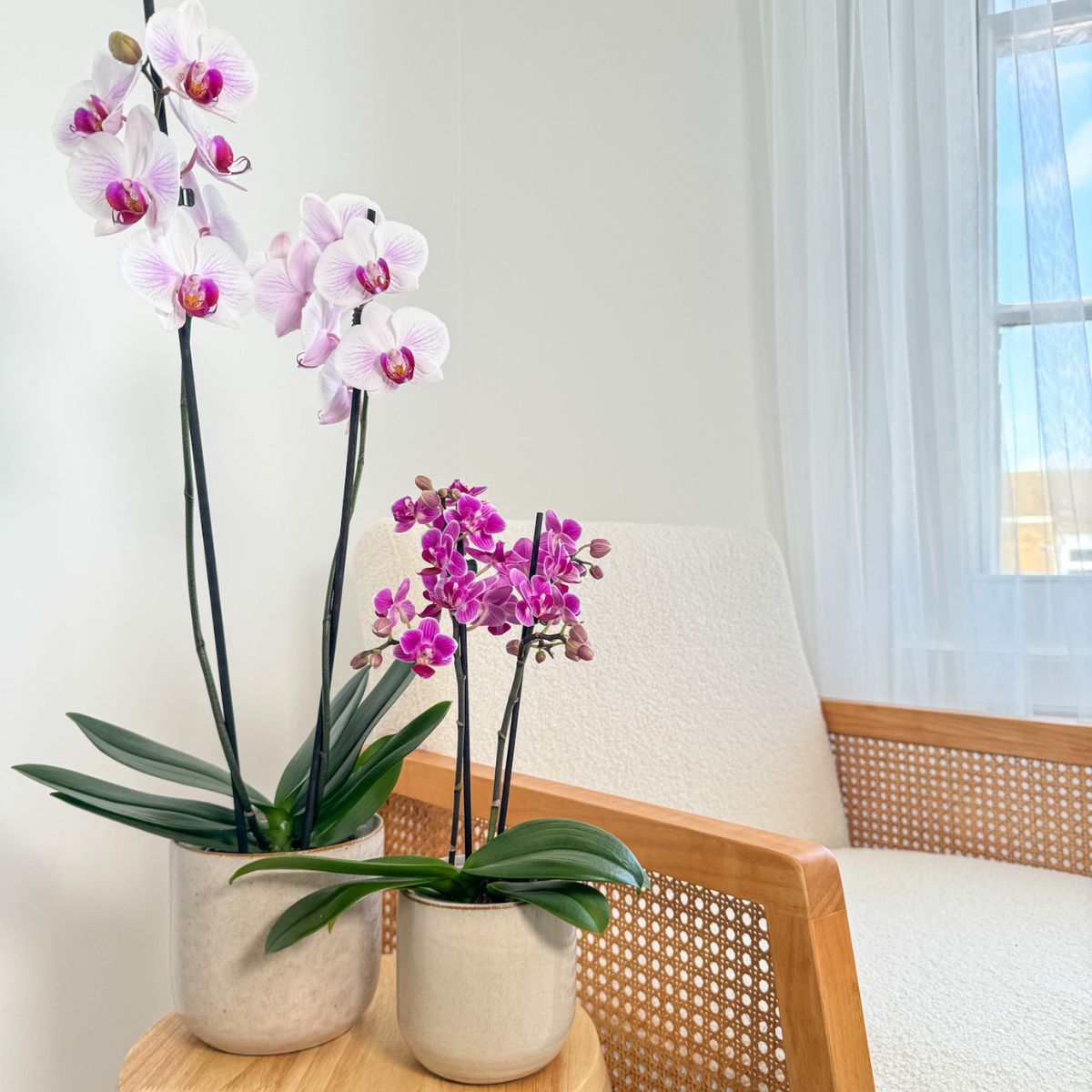 The Collectors: Denver - Love Orchids