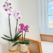 The Collectors: Denver - Love Orchids