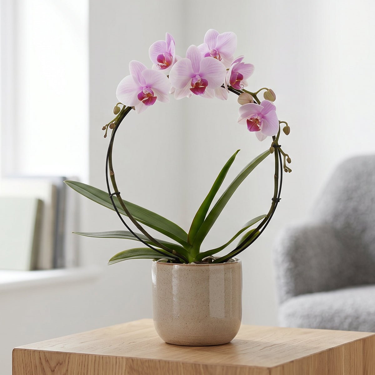 The Collectors: Eve Hooped Orchid - Love Orchids