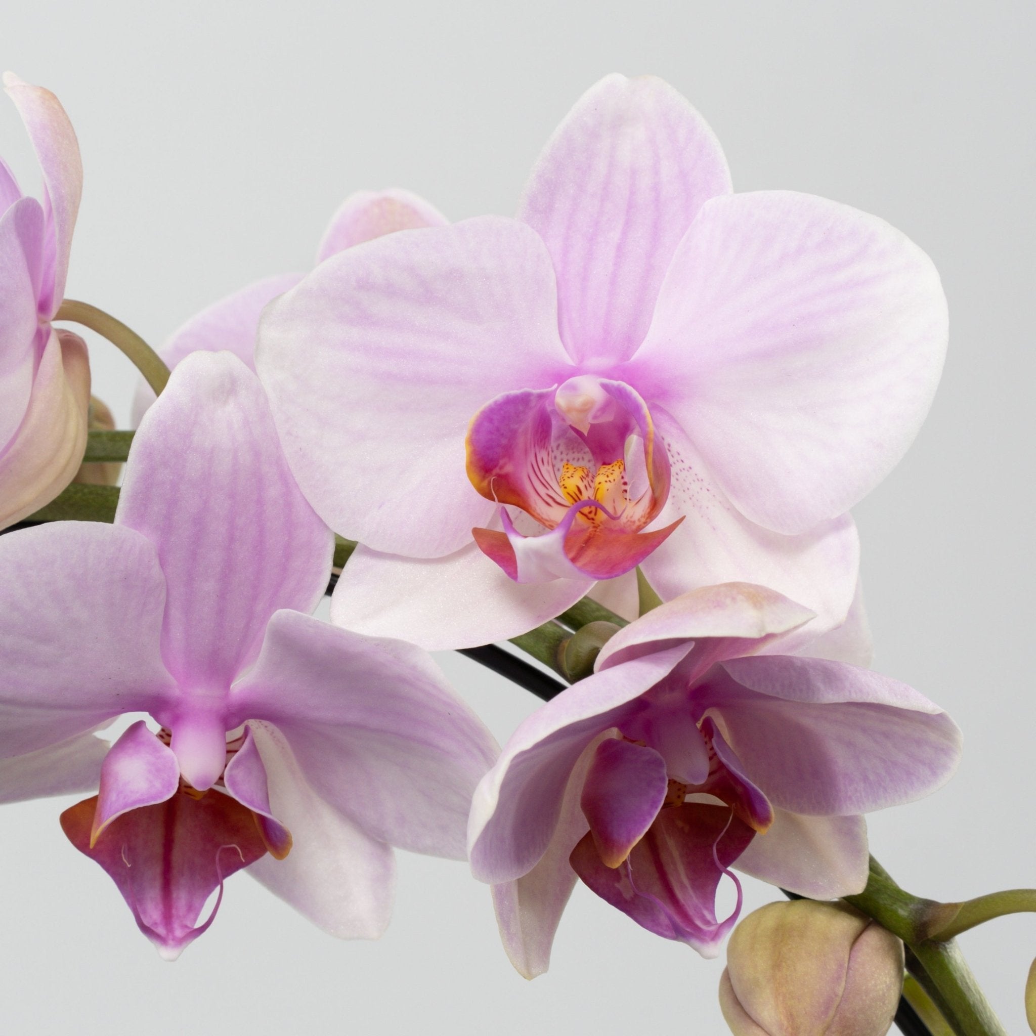 The Collectors: Eve Hooped Orchid - Love Orchids