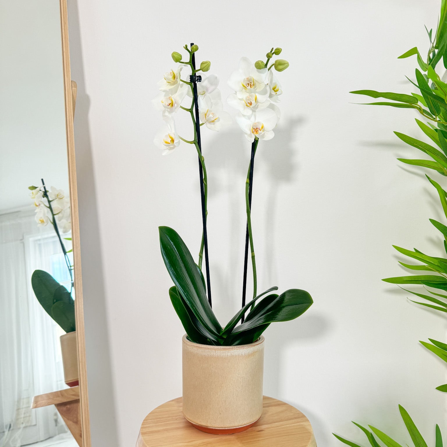 The Collectors: Folkestone - Love Orchids