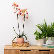 The Collectors: Maribor - Love Orchids