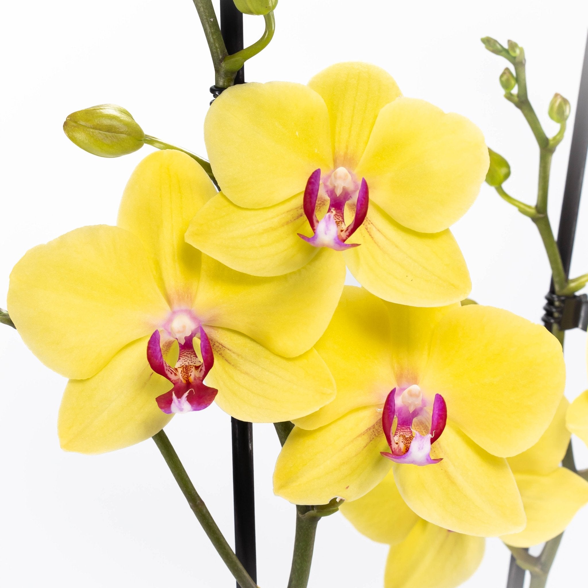 The Collectors: Modena - Love Orchids