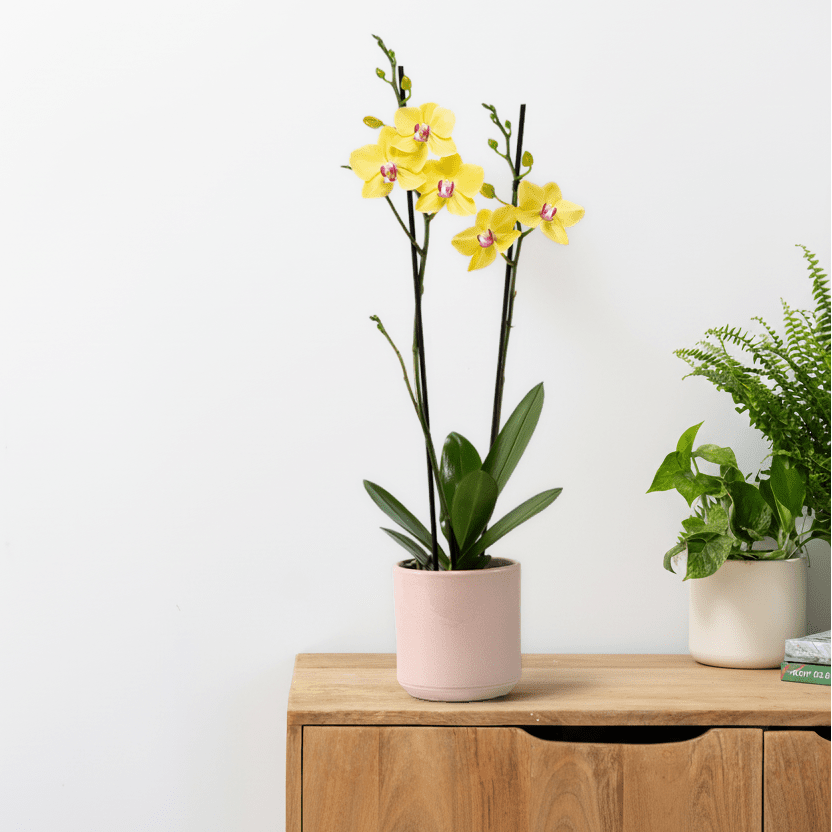 The Collectors: Modena - Love Orchids