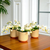 The Collectors: Nazare Mini Orchid - Love Orchids