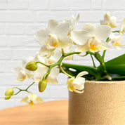 The Collectors: Nazare Mini Orchid - Love Orchids