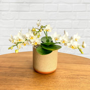 The Collectors: Nazare Mini Orchid - Love Orchids