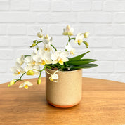 The Collectors: Nazare Mini Orchid - Love Orchids