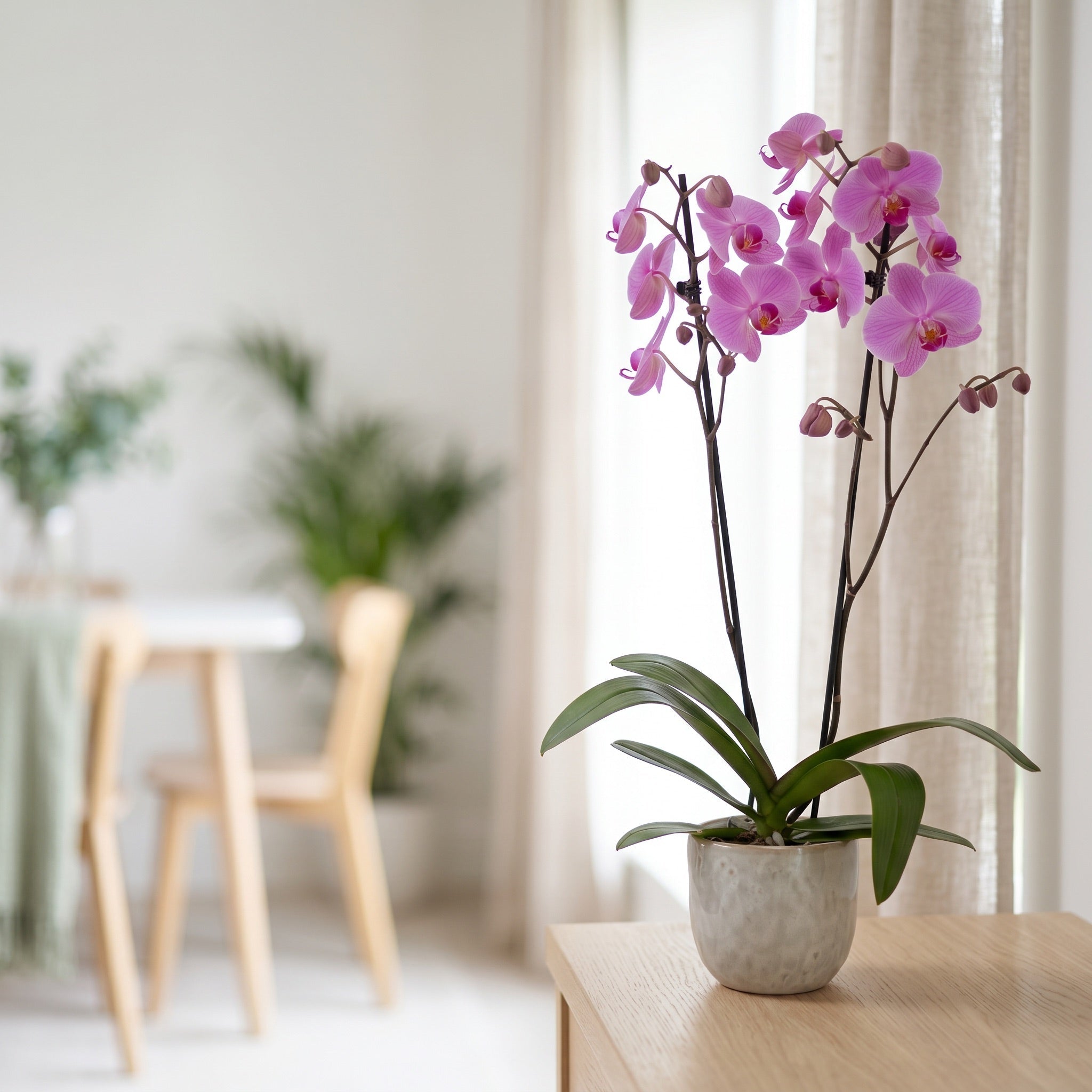 The Collectors: Pittsburgh - Love Orchids
