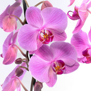 The Collectors: Pittsburgh - Love Orchids