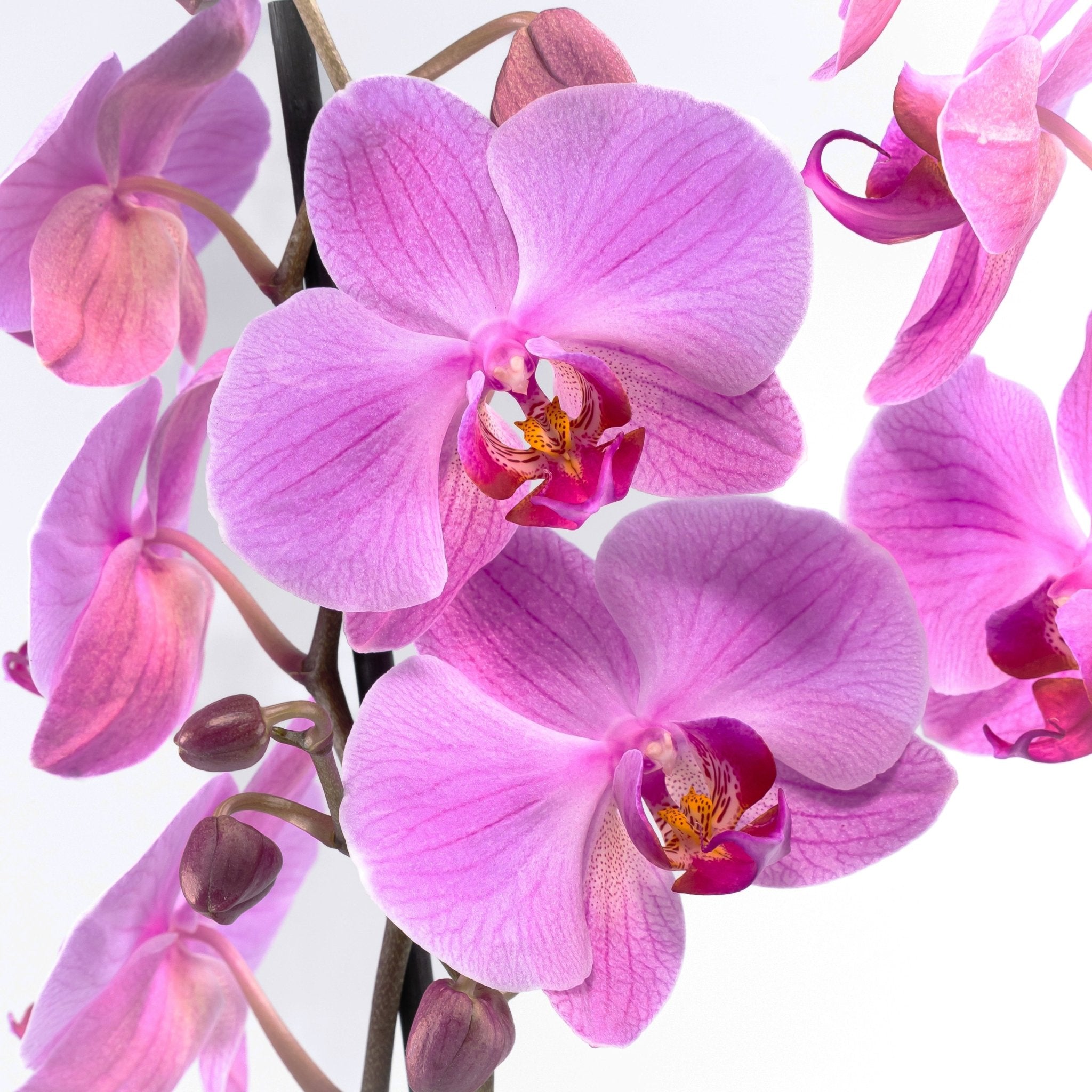 The Collectors: Pittsburgh - Love Orchids