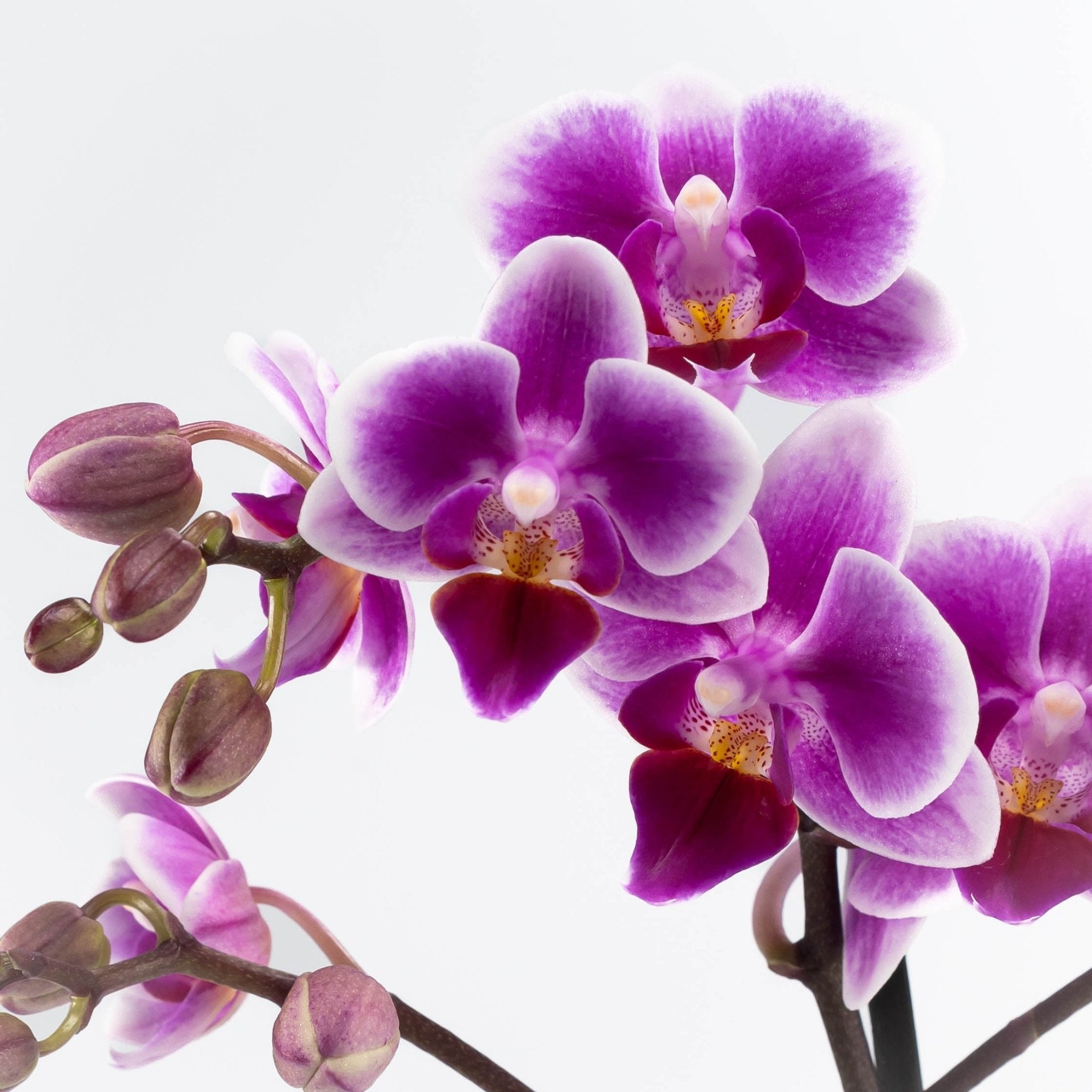 The Collectors: Pixie - Love Orchids