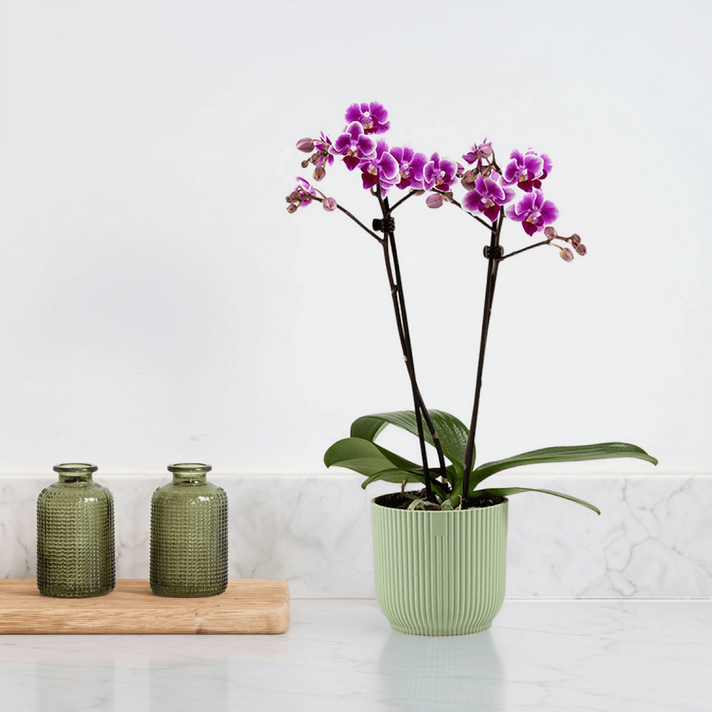 The Collectors: Pixie - Love Orchids