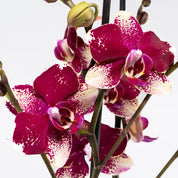 The Collectors: Rombley - Love Orchids