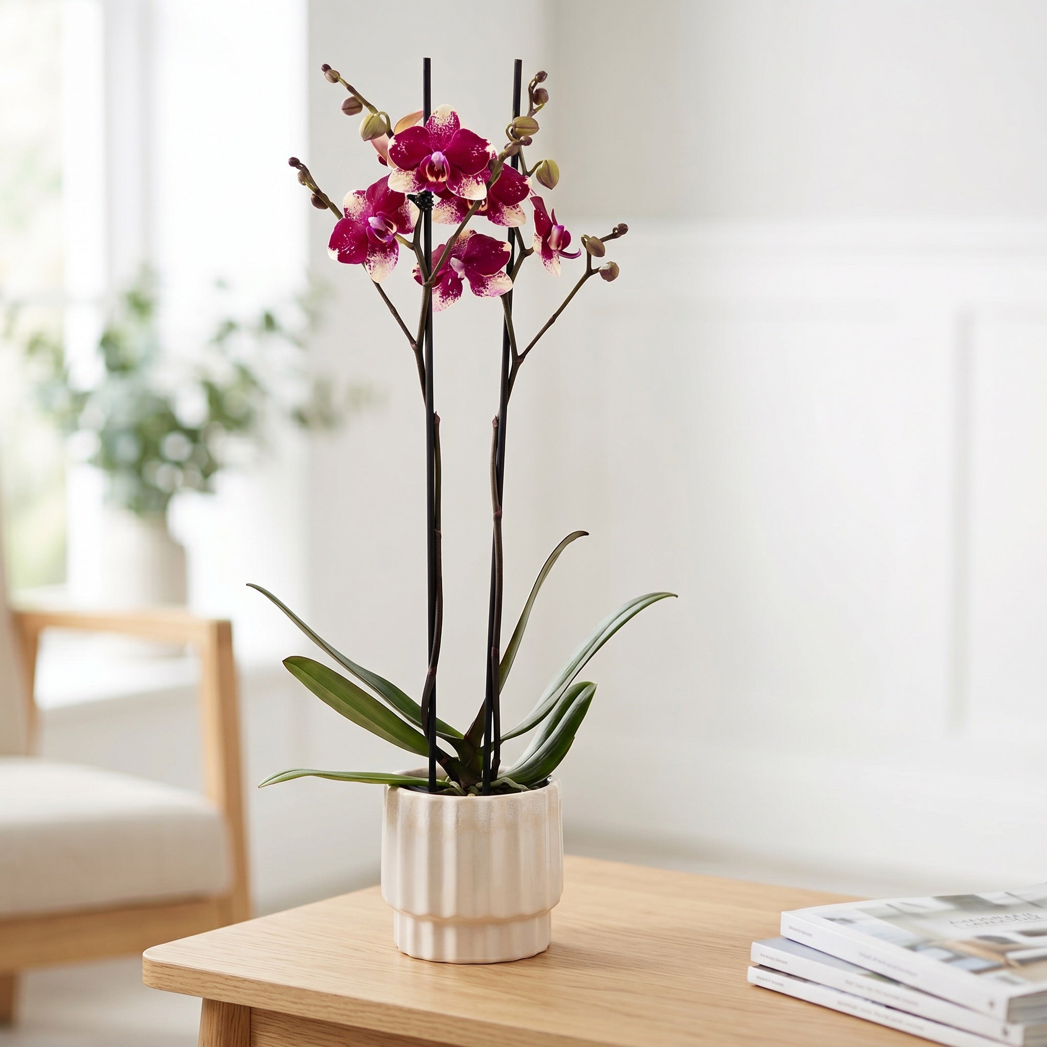The Collectors: Rombley - Love Orchids