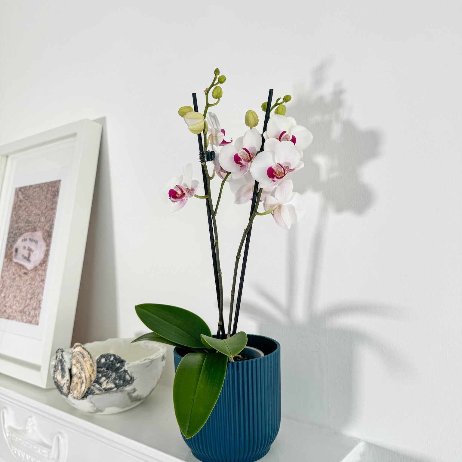 The Collectors: Safe Haven - Love Orchids