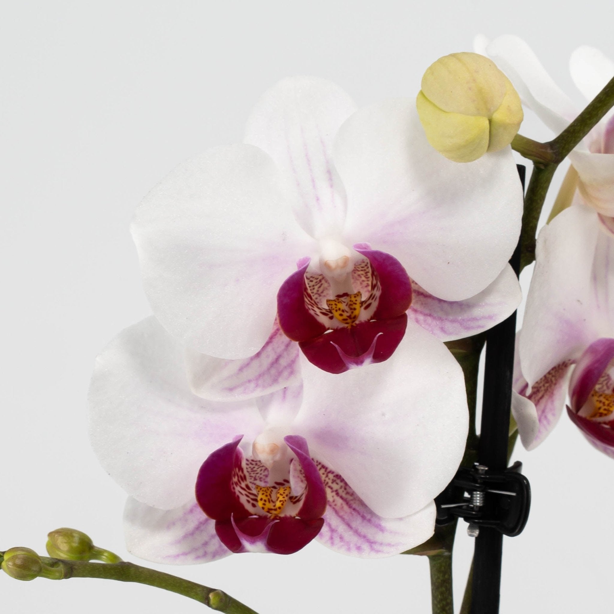 The Collectors: Safe Haven - Love Orchids