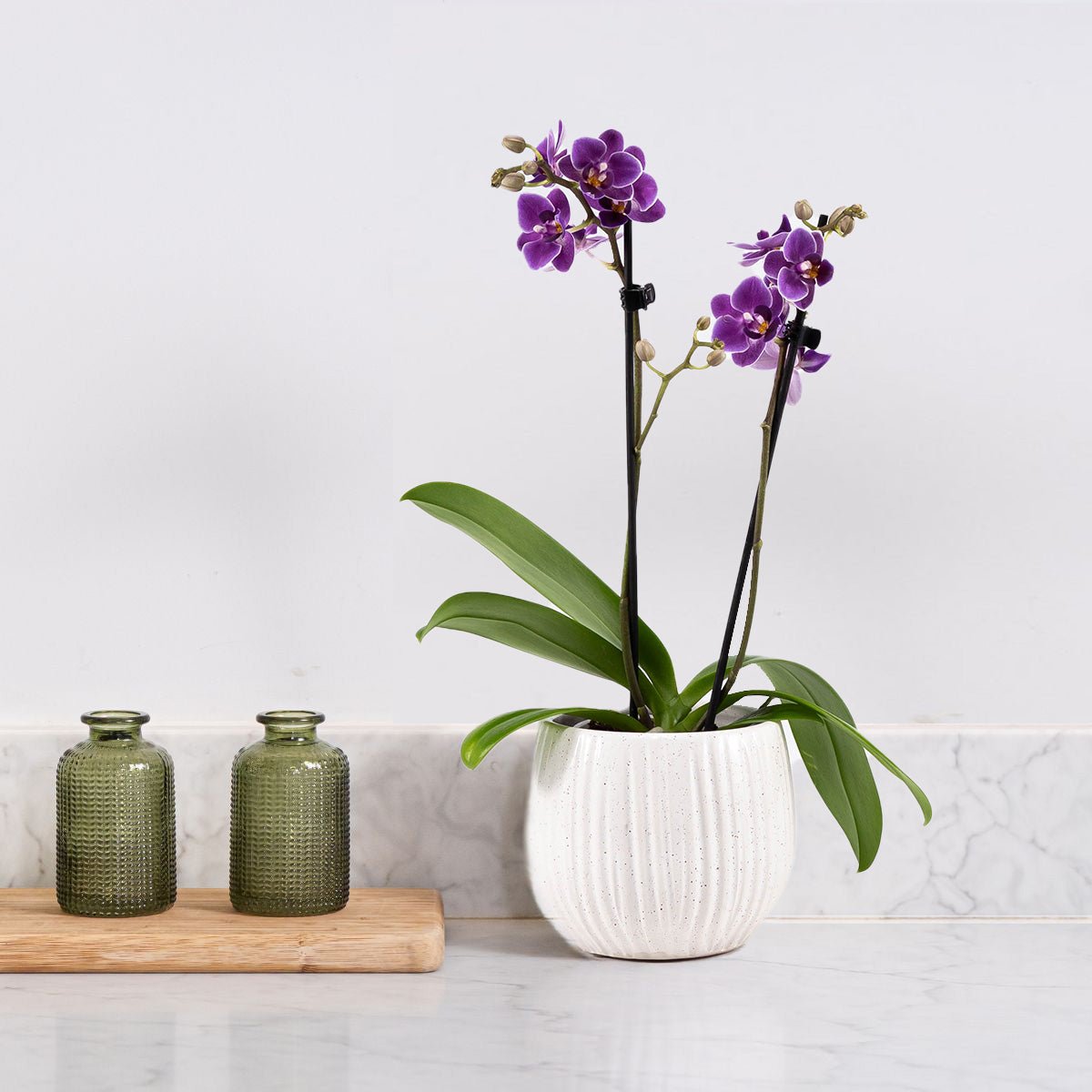 The Collectors: Violet Moon - Love Orchids