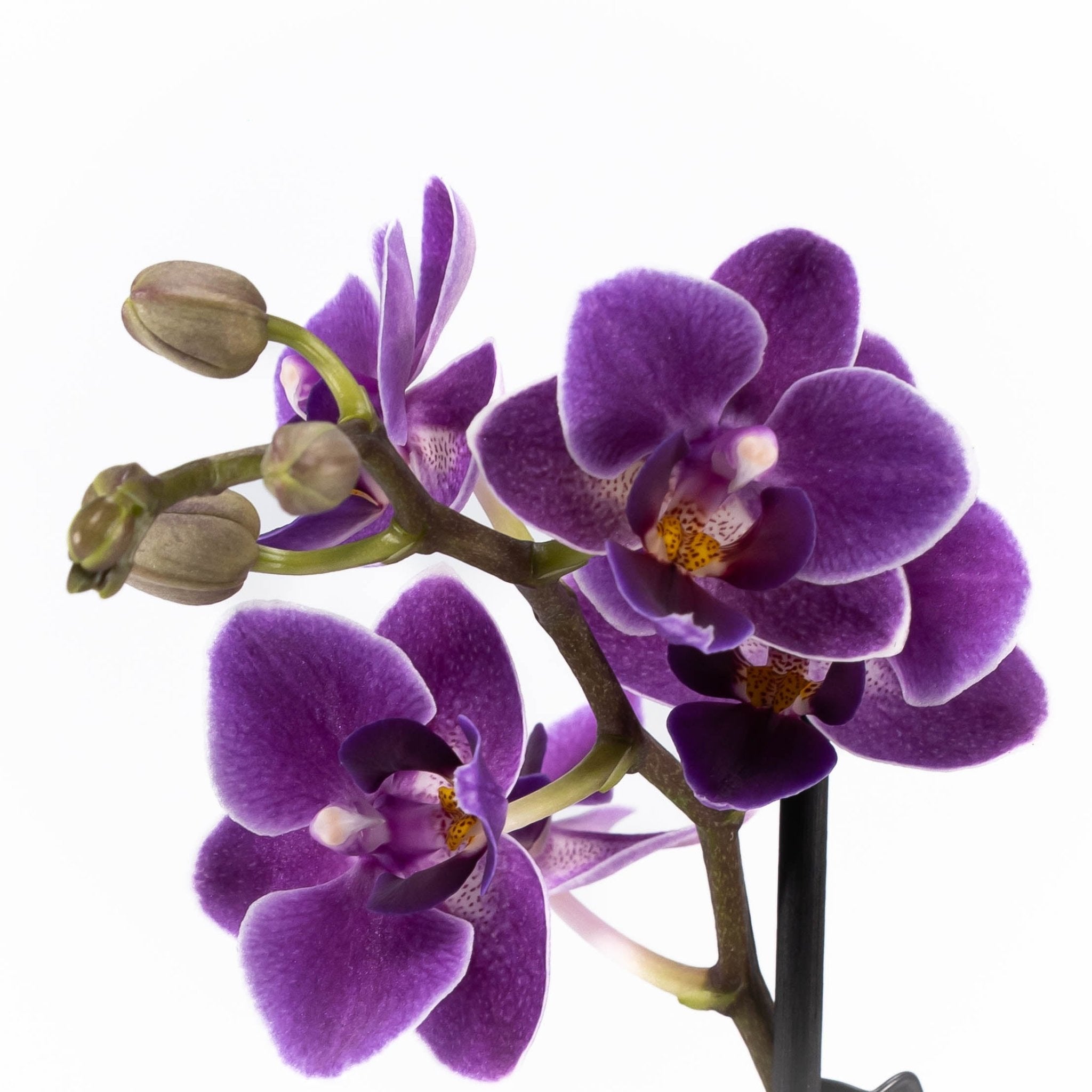 The Collectors: Violet Moon - Love Orchids