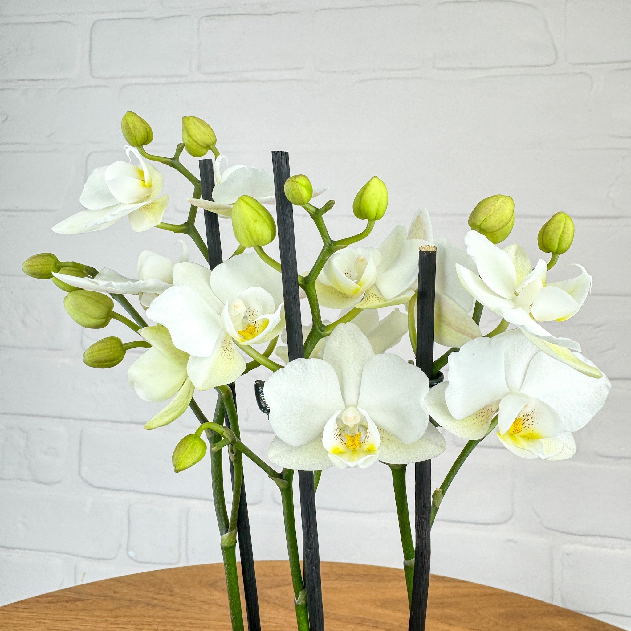 The Collectors: Zurich - Love Orchids