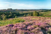 The Noble Bee - Beeswax Candle 'New Forest Heather' - Love Orchids