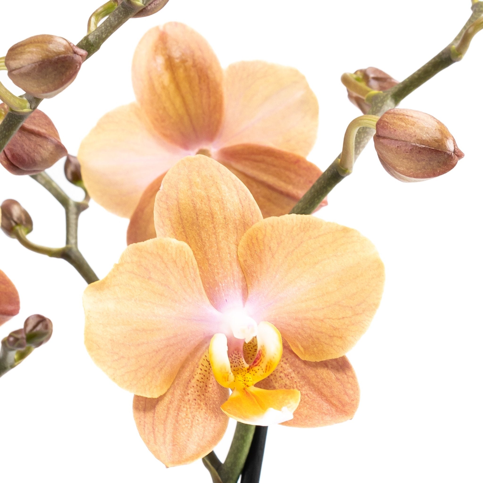 Trial Orchid: Brownion - Love Orchids