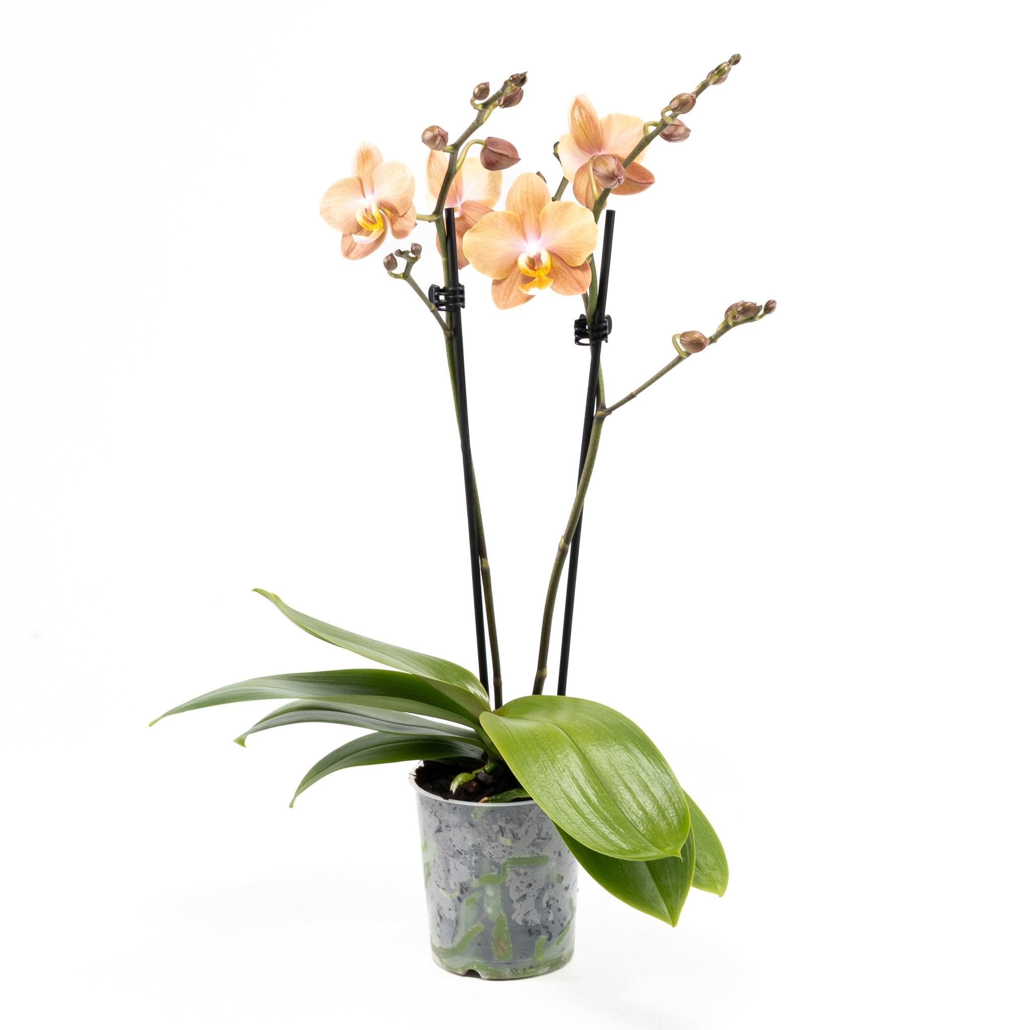 Trial Orchid: Brownion - Love Orchids