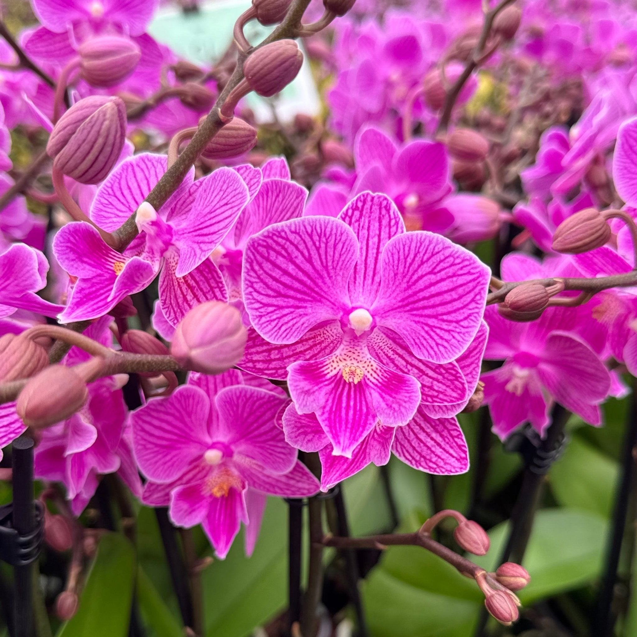 Trial Orchid: Cassion - Love Orchids