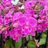 Trial Orchid: Cassion