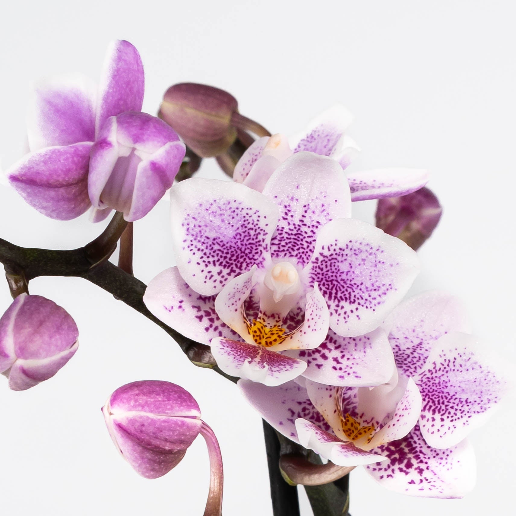 Trial Orchid: Mini Amsterdam - Love Orchids