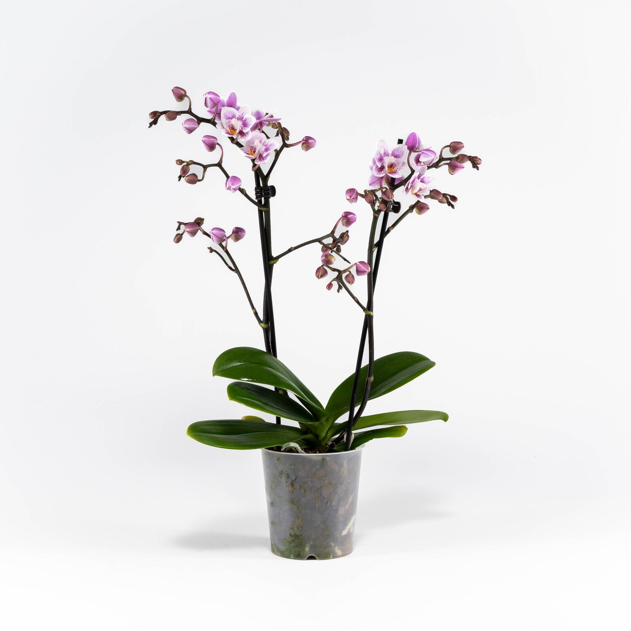 Trial Orchid: Mini Amsterdam - Love Orchids