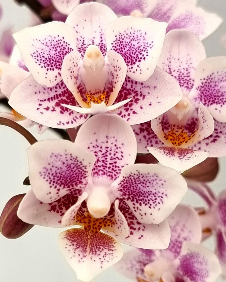 Trial Orchid: Mini Amsterdam - Love Orchids