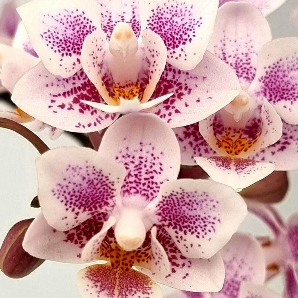 Trial Orchid: Mini Amsterdam - Love Orchids