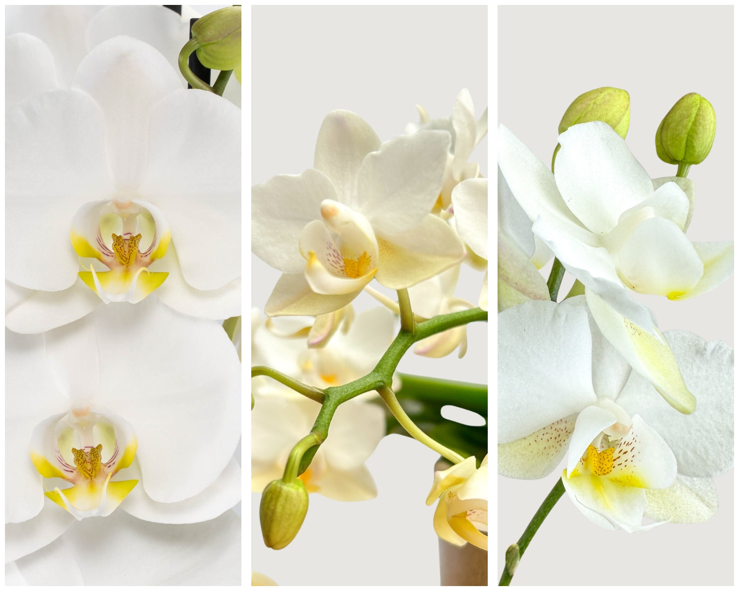 White orchids