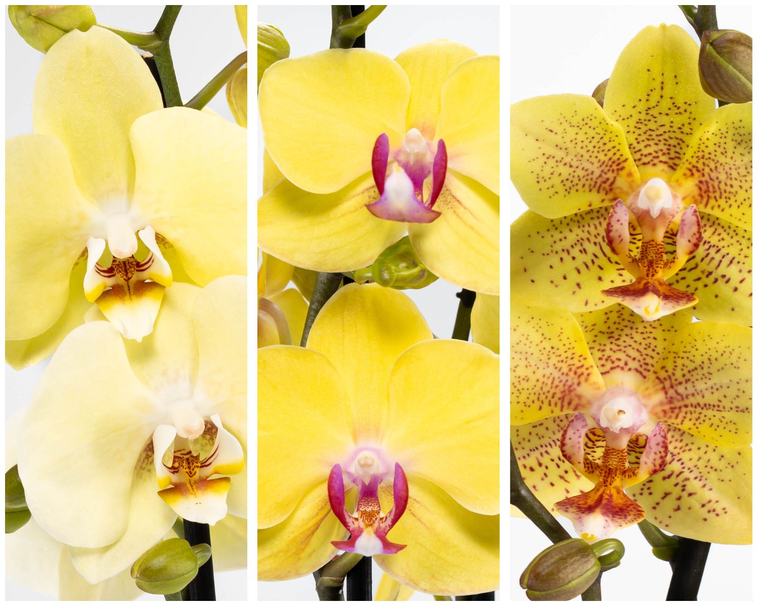 Yellow orchids
