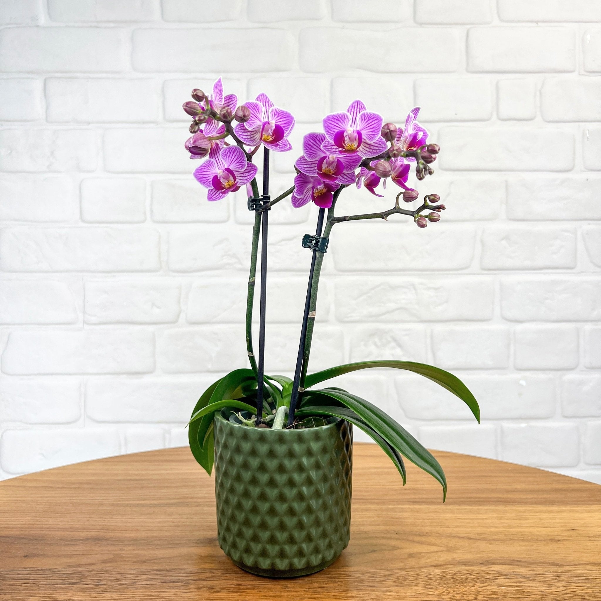 Ashurst: Mini Orchid Ceramic - Love Orchids