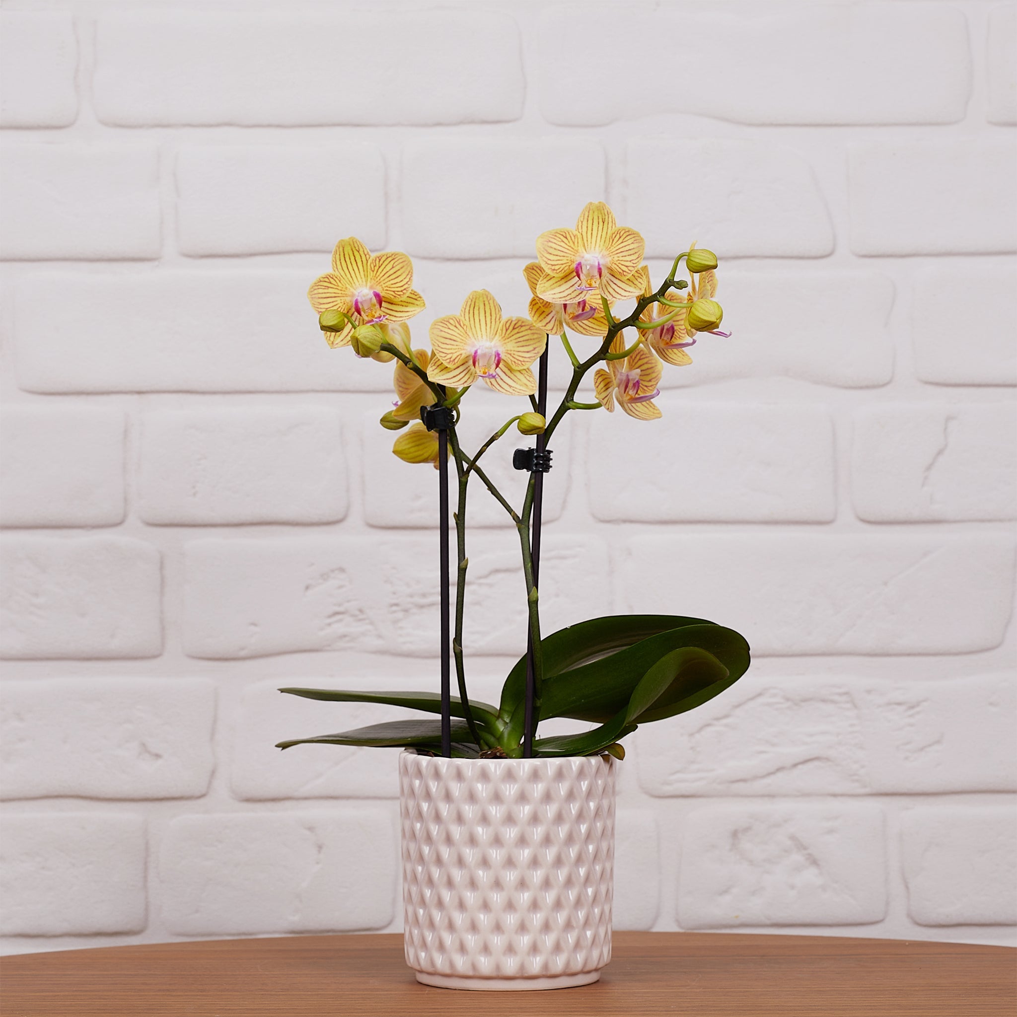 Ashurst: Mini Orchid Ceramic - Love Orchids