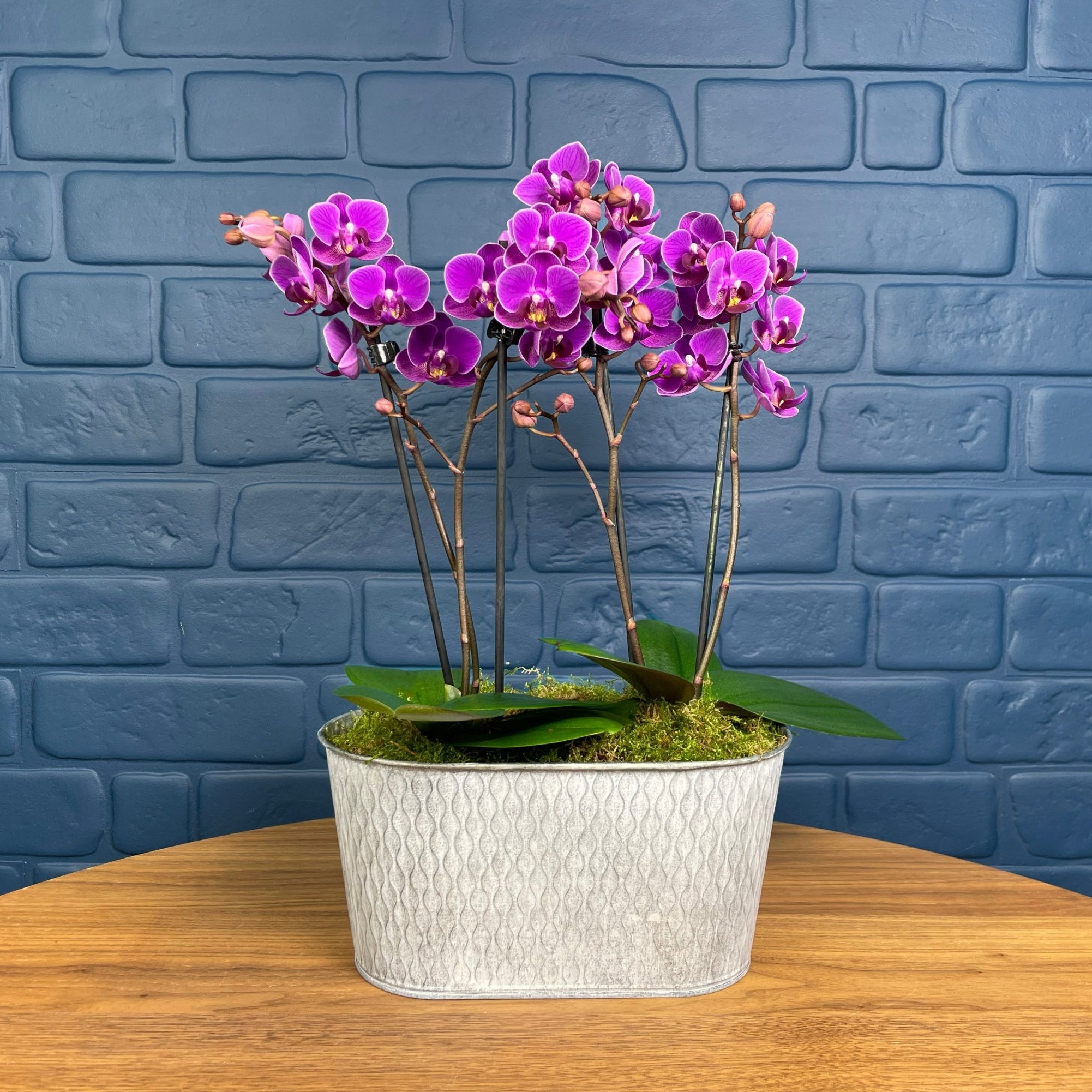 Beaulieu: Orchid Planter - Love Orchids