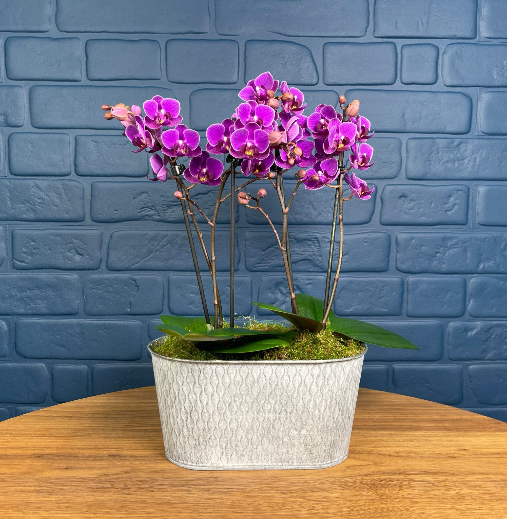 Beaulieu: Orchid Planter - Love Orchids