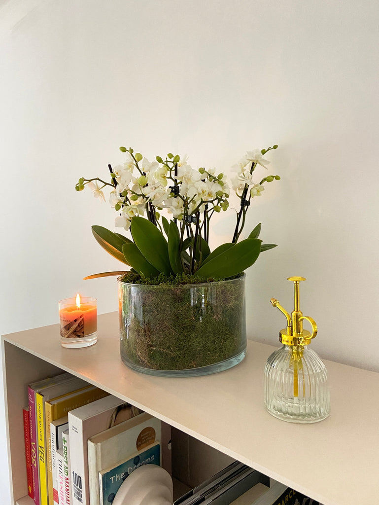 Blissford: Deluxe Orchid Centrepiece - Love Orchids