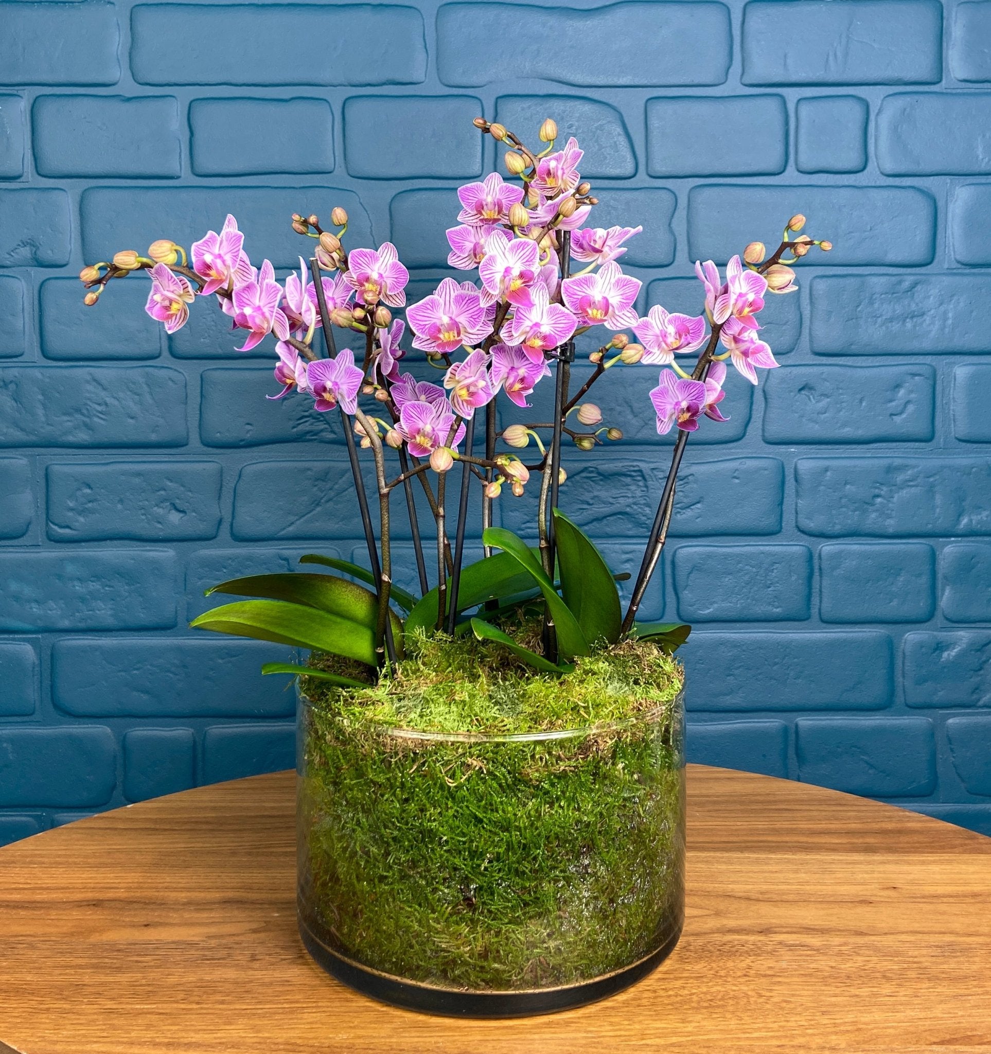 Blissford: Deluxe Orchid Centrepiece - Love Orchids