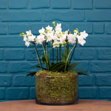 Blissford: Deluxe Orchid Centrepiece