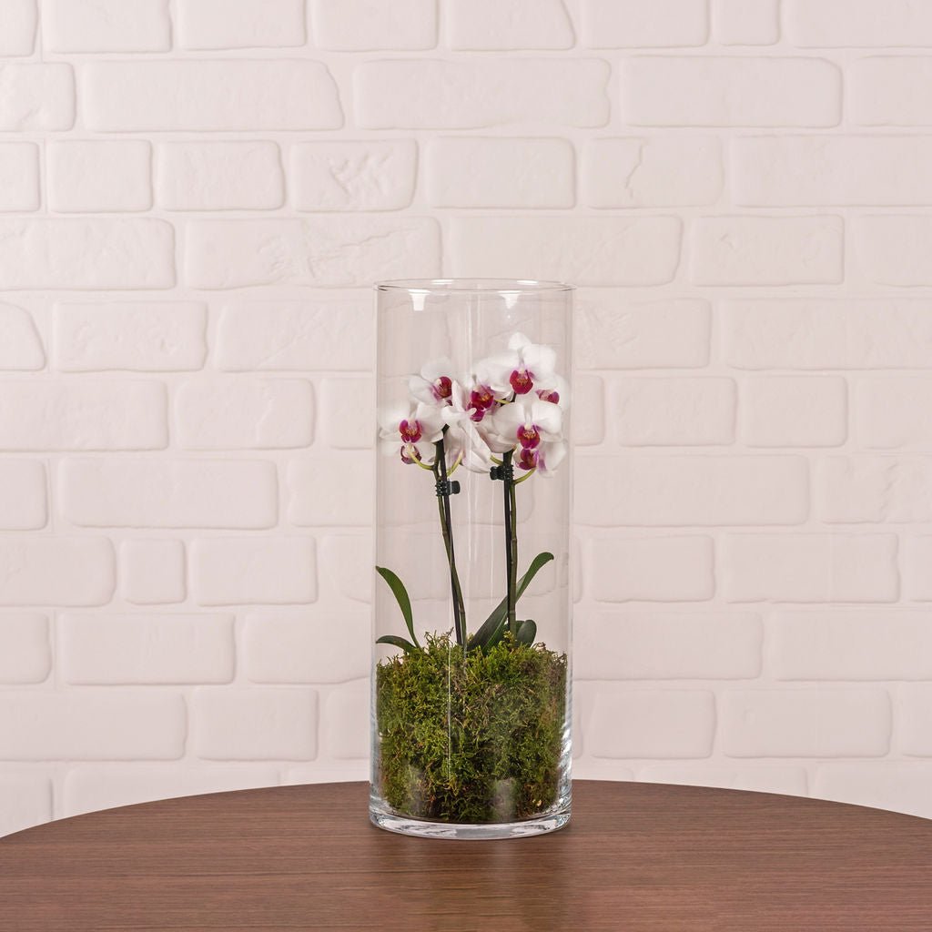 Tesco orchids deals