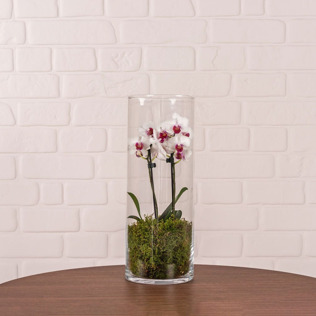 Burley: Mini Orchid in Glass Vase - Love Orchids