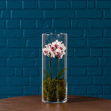 Burley: Mini Orchid in Glass Vase