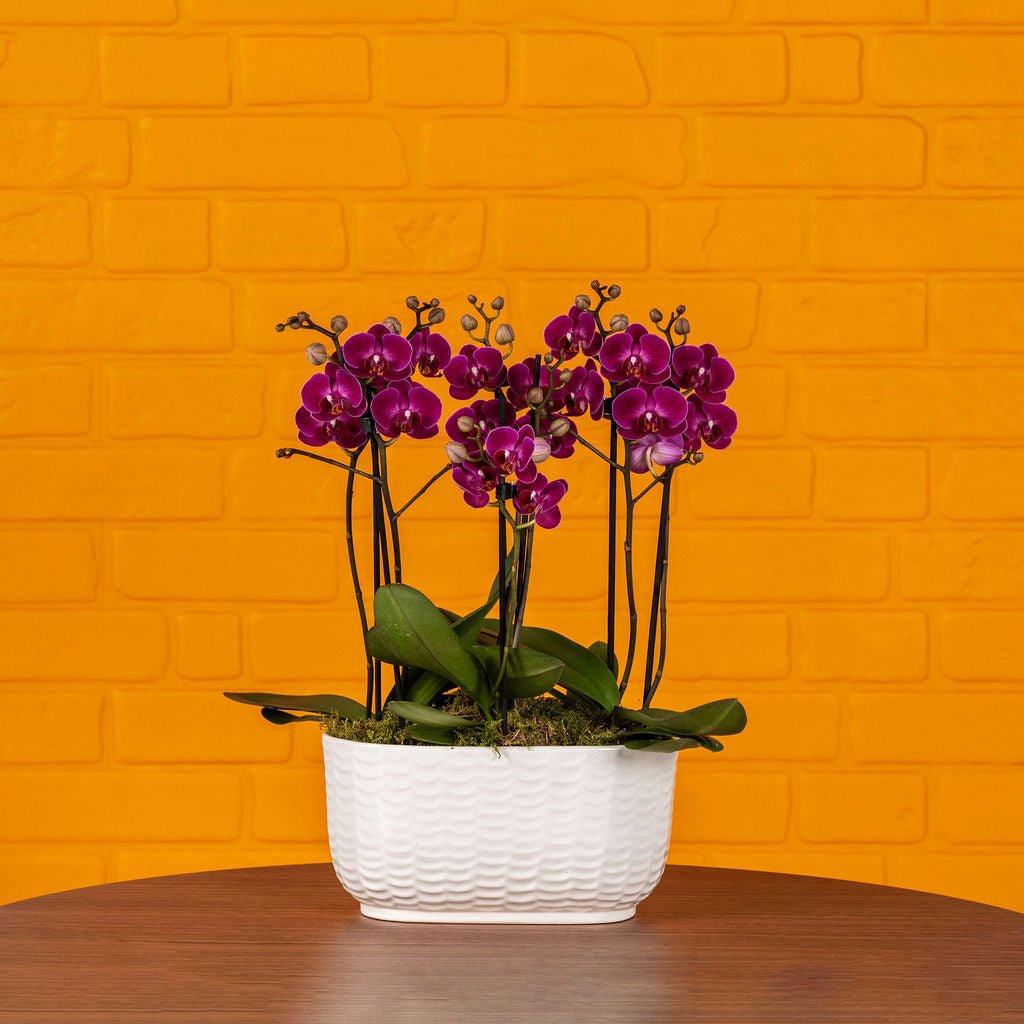 Chewton: Trio Orchid in Ceramic Pot - Love Orchids