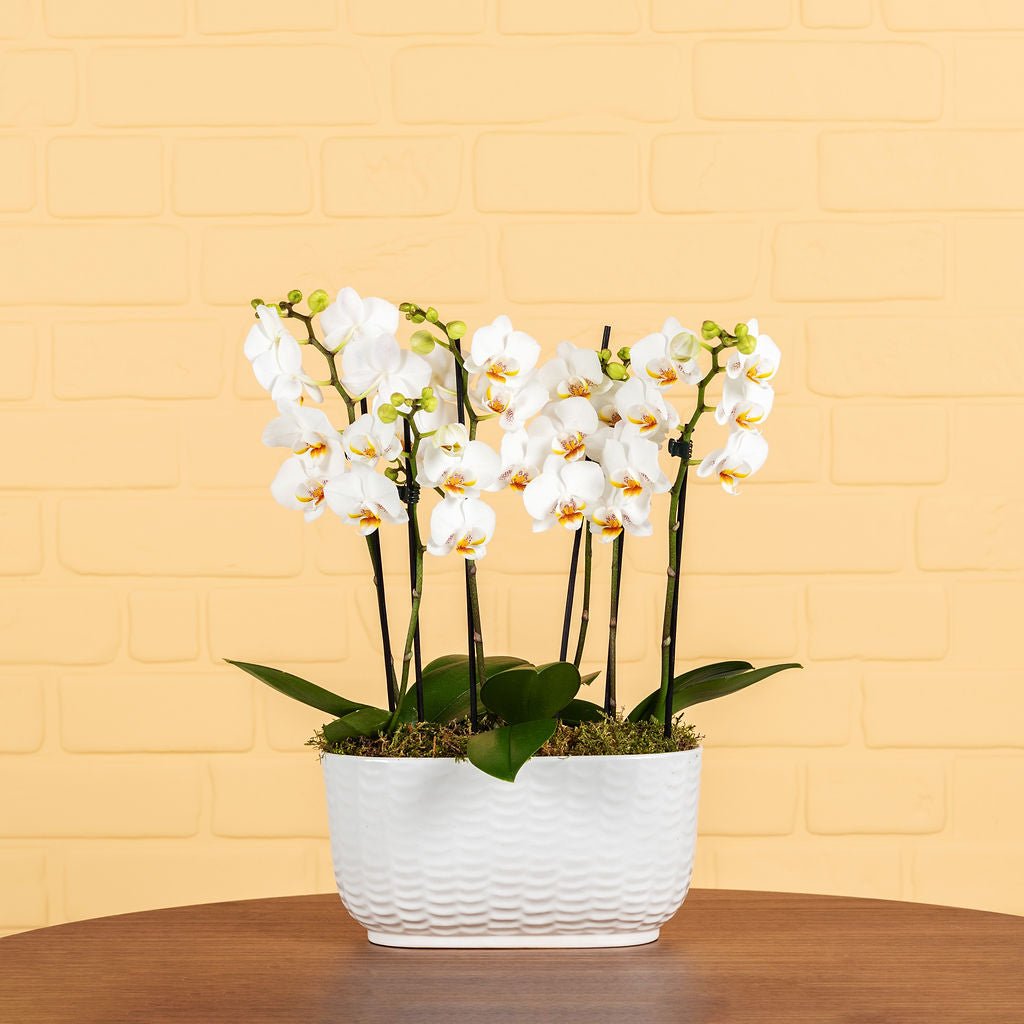 Chewton: Trio Orchid in Ceramic Pot - Love Orchids