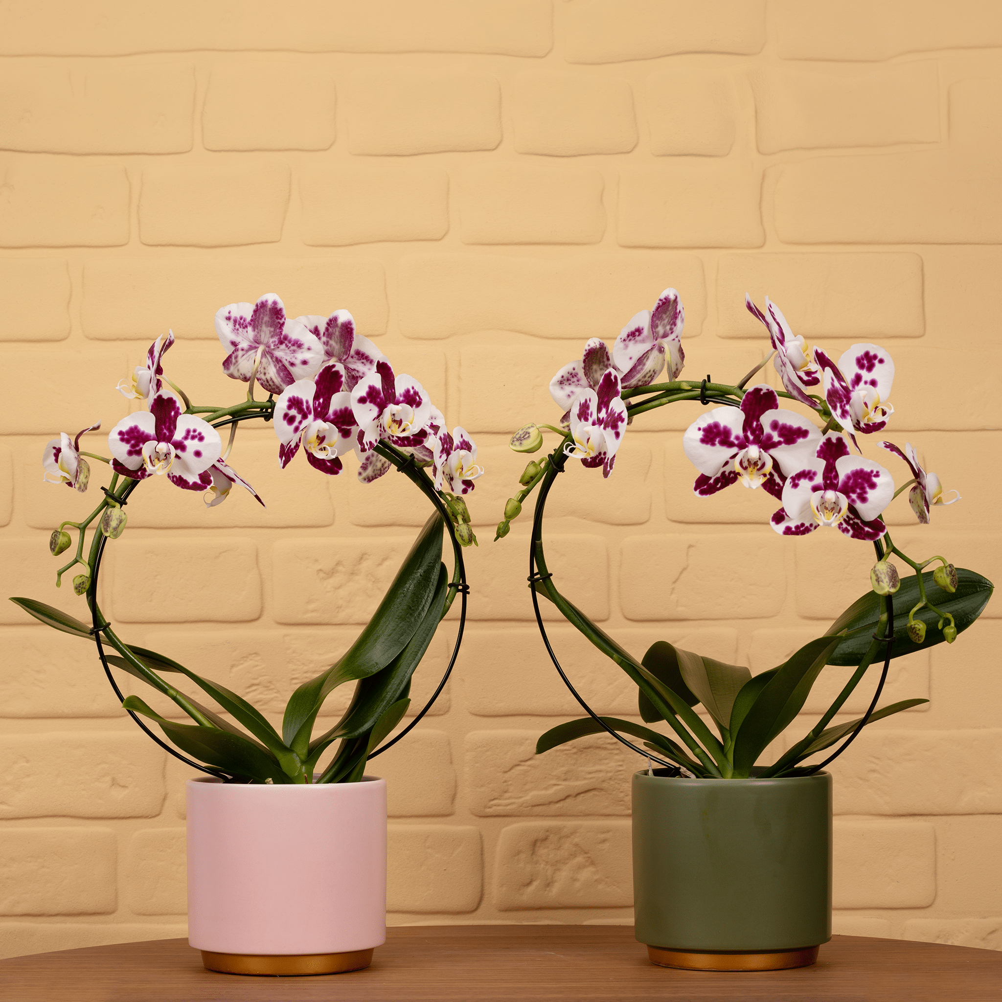 Downton: Large Hoop Orchid In Ceramic - Love Orchids