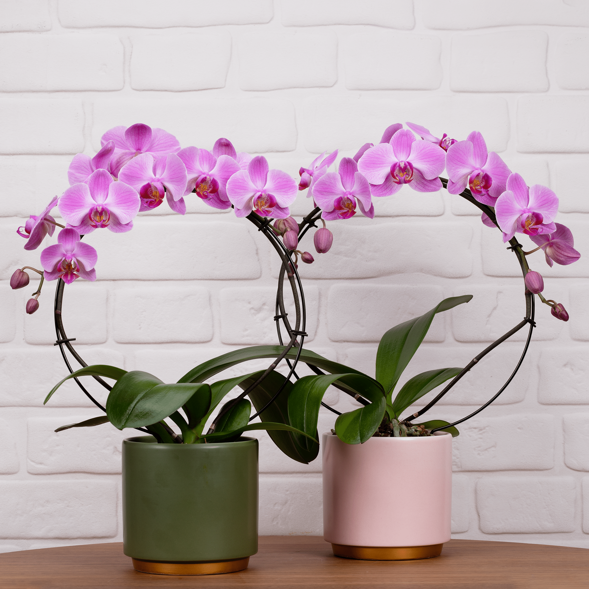 Downton: Large Hoop Orchid In Ceramic - Love Orchids