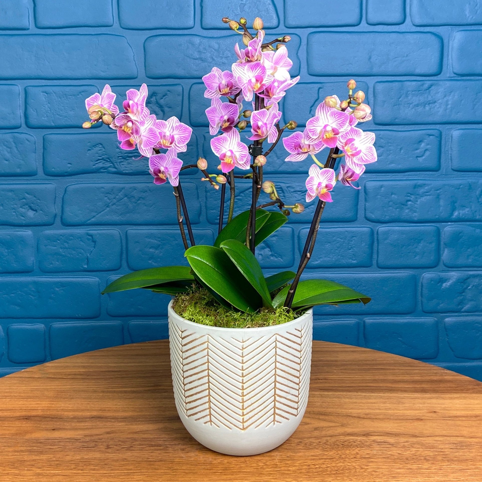 Hale: Orchid Vase - Love Orchids